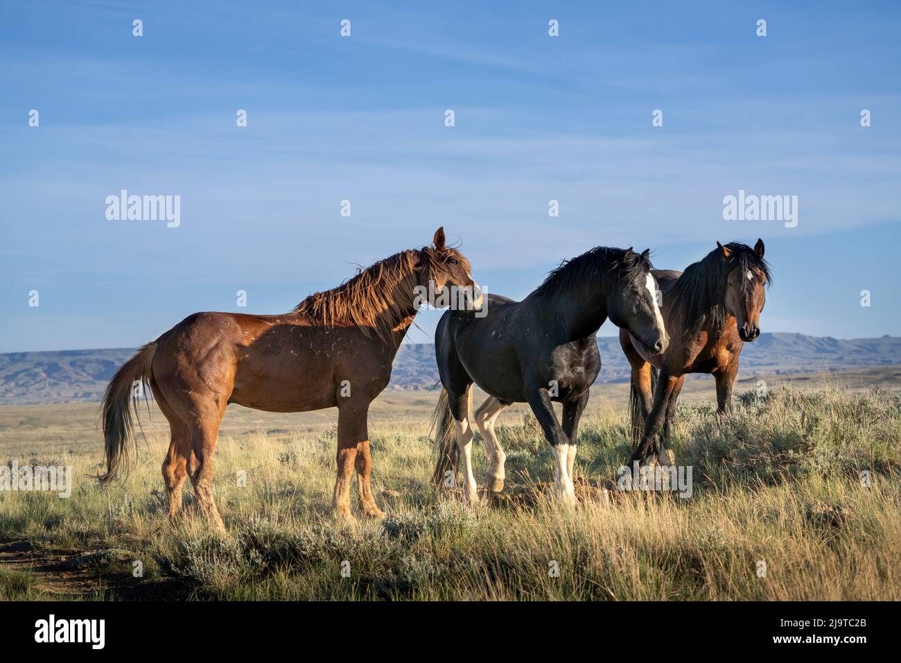 EE.UU., Wyoming. Primer plano de caballos salvajes en el campo. Foto de stock