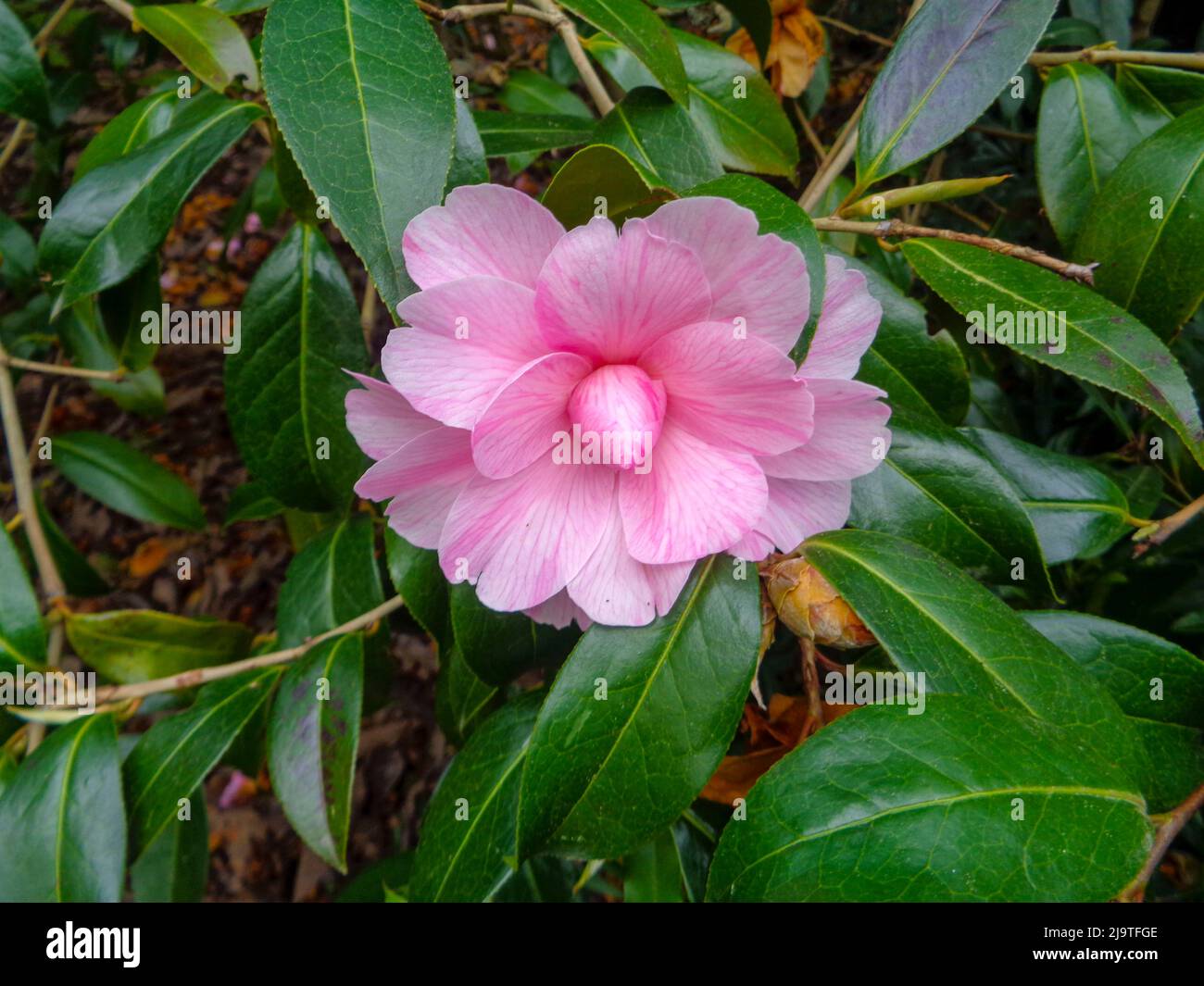 Única primavera de ensueño Camelia flor y follaje en primer plano, retrato  de planta natural Fotografía de stock - Alamy