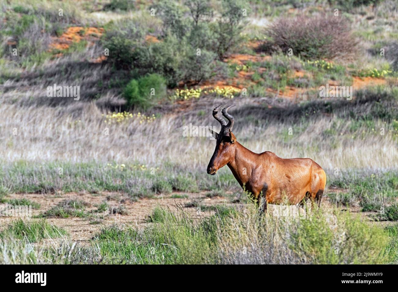 Red hartebeest / Cabo hartebeest (Alcelaphus buselaphus caama) en el desierto de Kalahari, Parque transfronterizo de Kgalagadi, Cabo septentrional, Sudáfrica Foto de stock