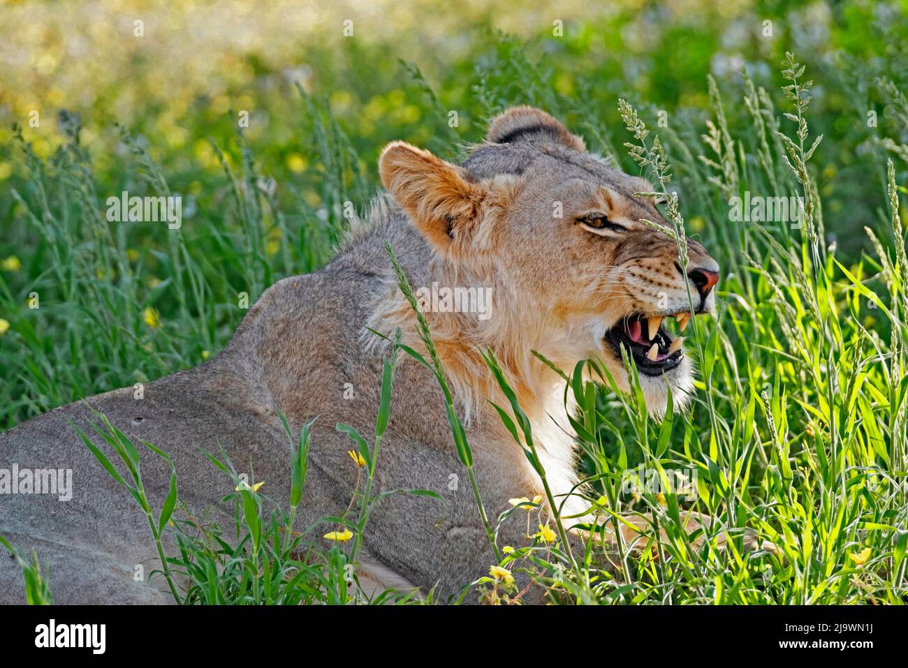 Joven león africano masculino (Panthera leo) que muestra la respuesta de los fusileros en el desierto de Kalahari, Parque Transfronterizo de Kgalagadi, Cabo Norte, Sudáfrica Foto de stock