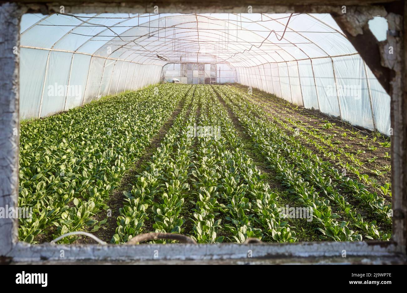 Las hileras de verduras orgánicas se ven a través de una ventana, plantando en un invernadero. Foto de stock