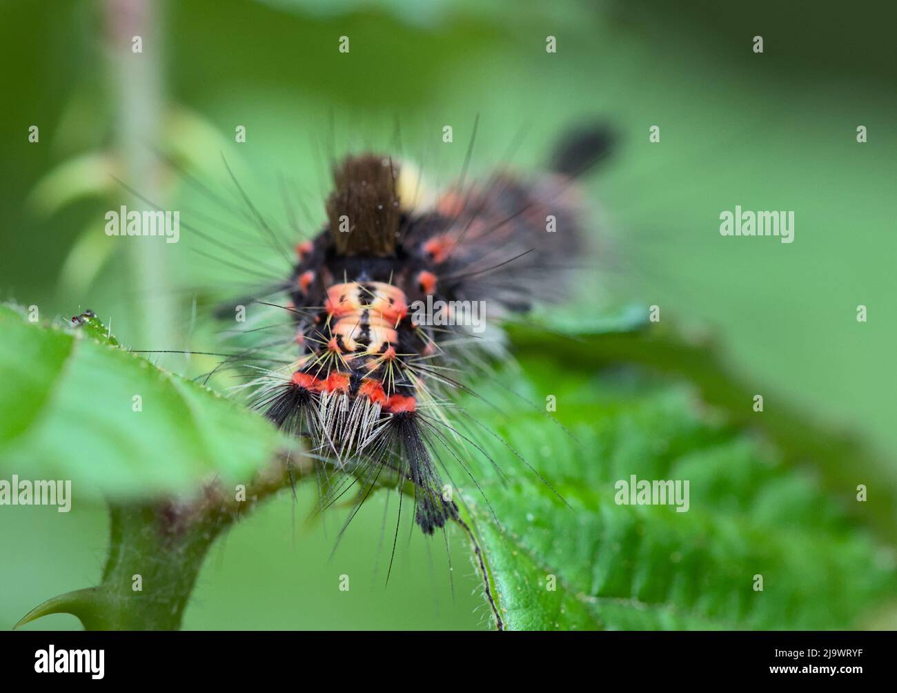 Fotografía de un Vaporer Moth, Orgyi Antiqua, Caterpillar, New Forest UK Foto de stock