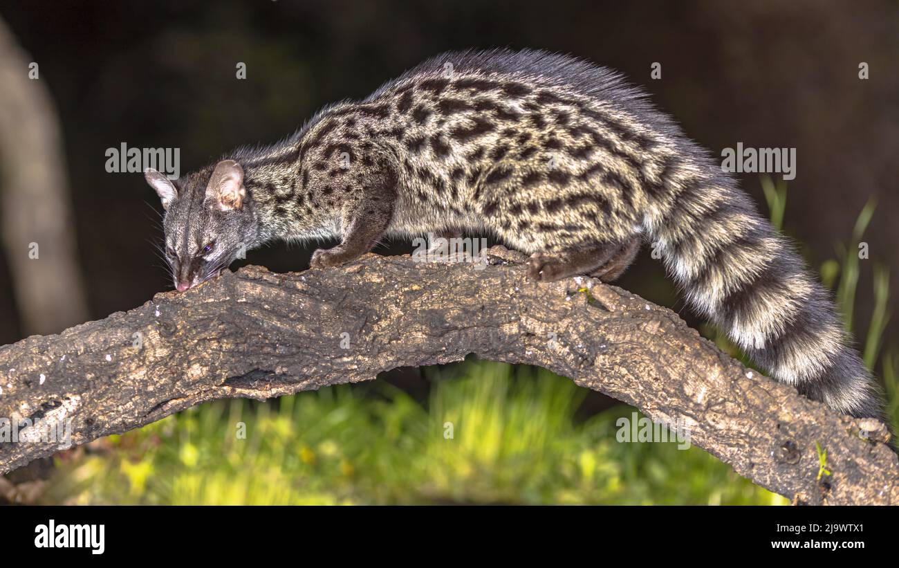 Gato salvaje Genet común (Genetta genetta) en rama por la noche en Extremadura España. Vida silvestre Escena de la Naturaleza en Europa. Foto de stock