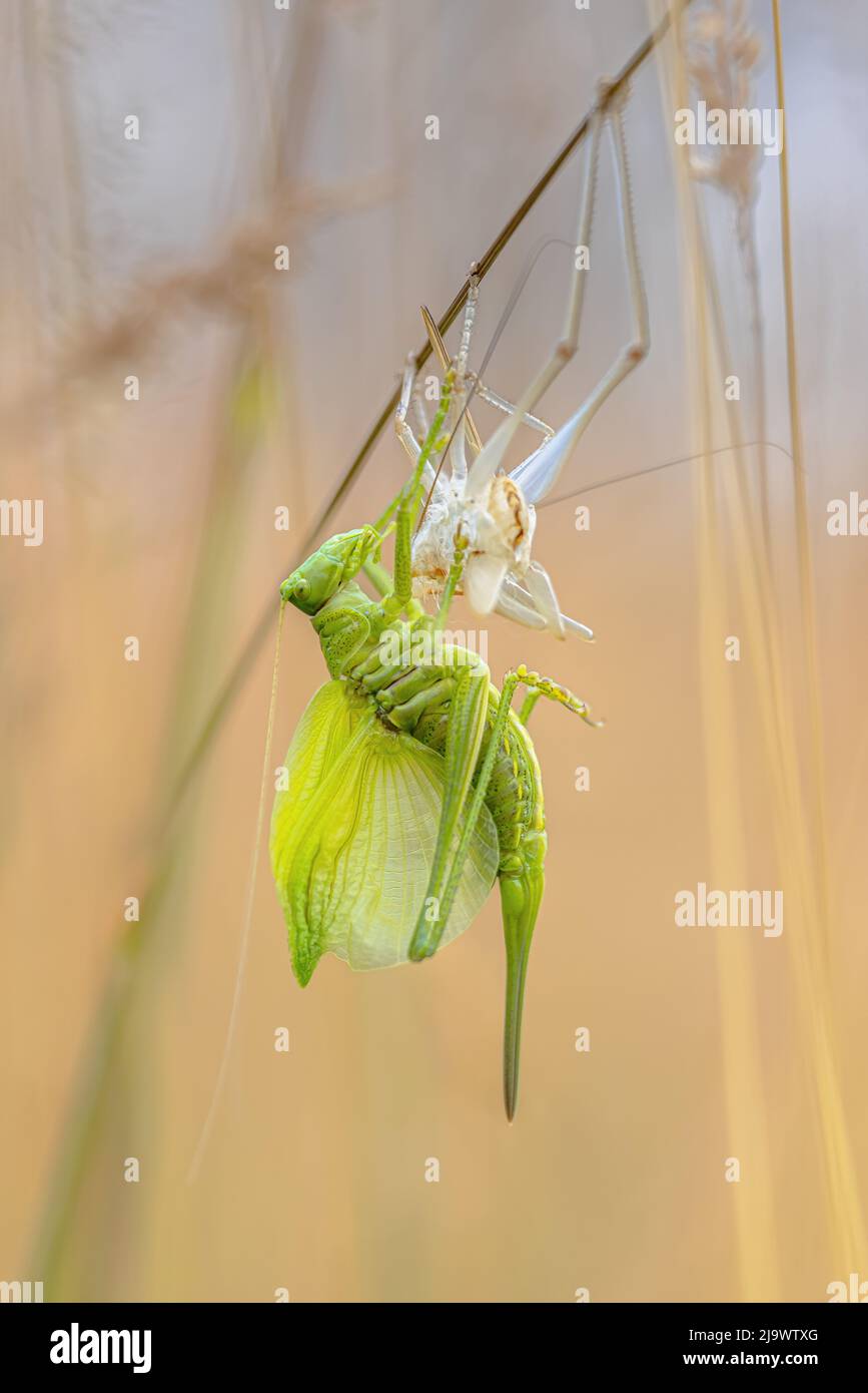 Gran arbusto-cricket verde (Tetigonia viridissima) Molting para el crecimiento del cuerpo. Exoesqueleto o piel derramada y saltamontes en hierba. Foto de stock