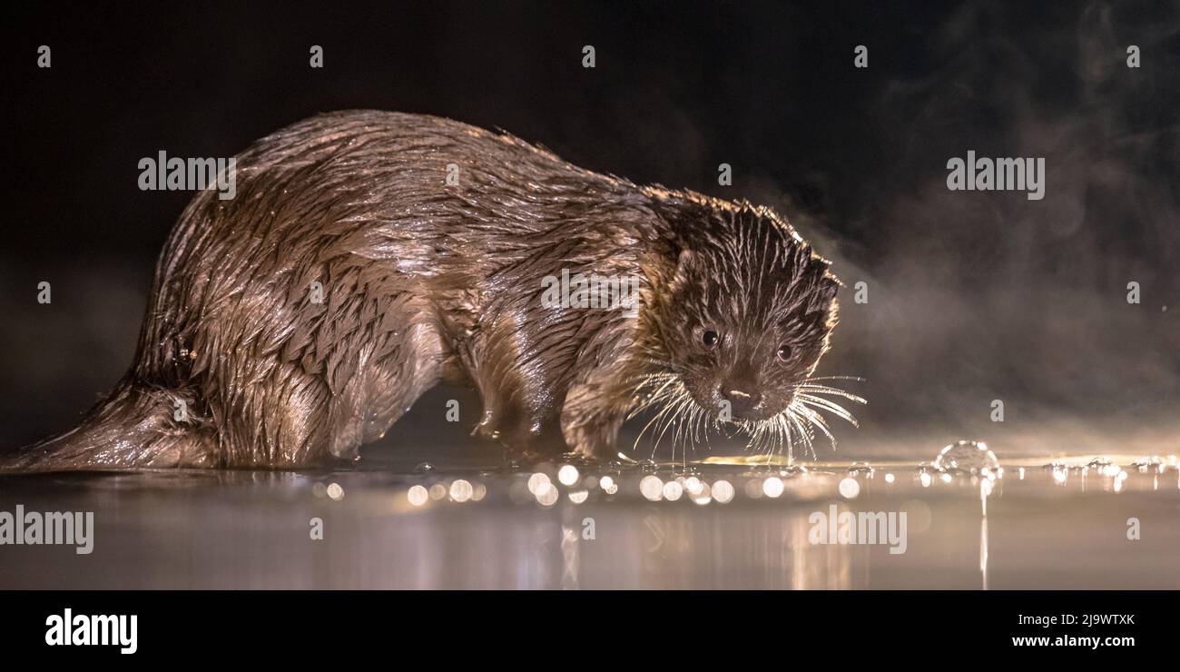European Otter (Lutra lutra) en aguas poco profundas por la noche en el Parque Nacional de Kiskunsagi, Pusztaszer, Hungría. Febrero. La nutria euroasiática tiene una dieta principal Foto de stock