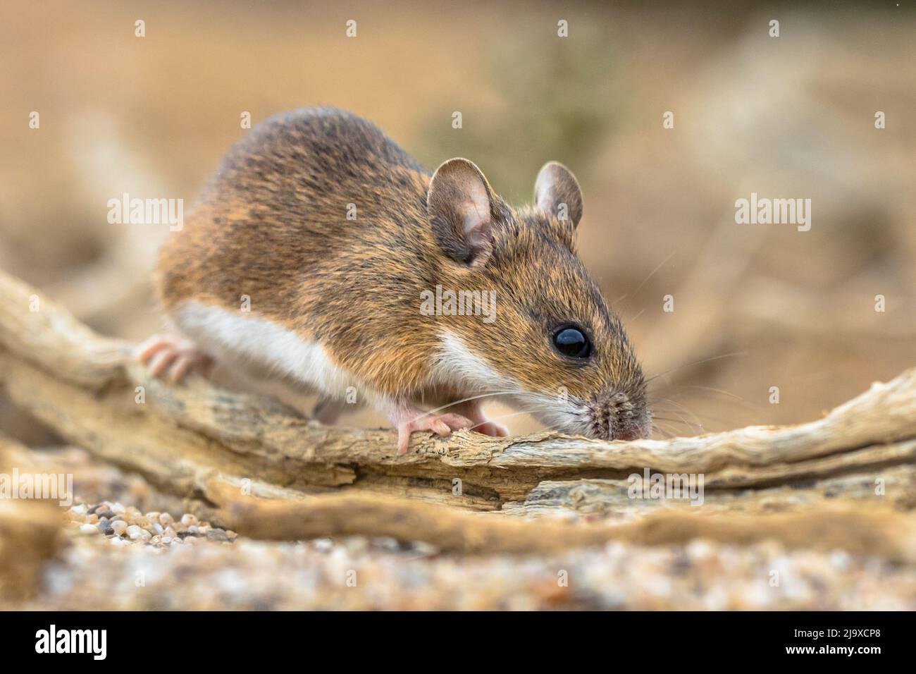 Ratón de cuello amarillo (Apodemus flavicollis) sentado en el registro y mirando la cámara en el fondo natural del hábitat arenoso Foto de stock