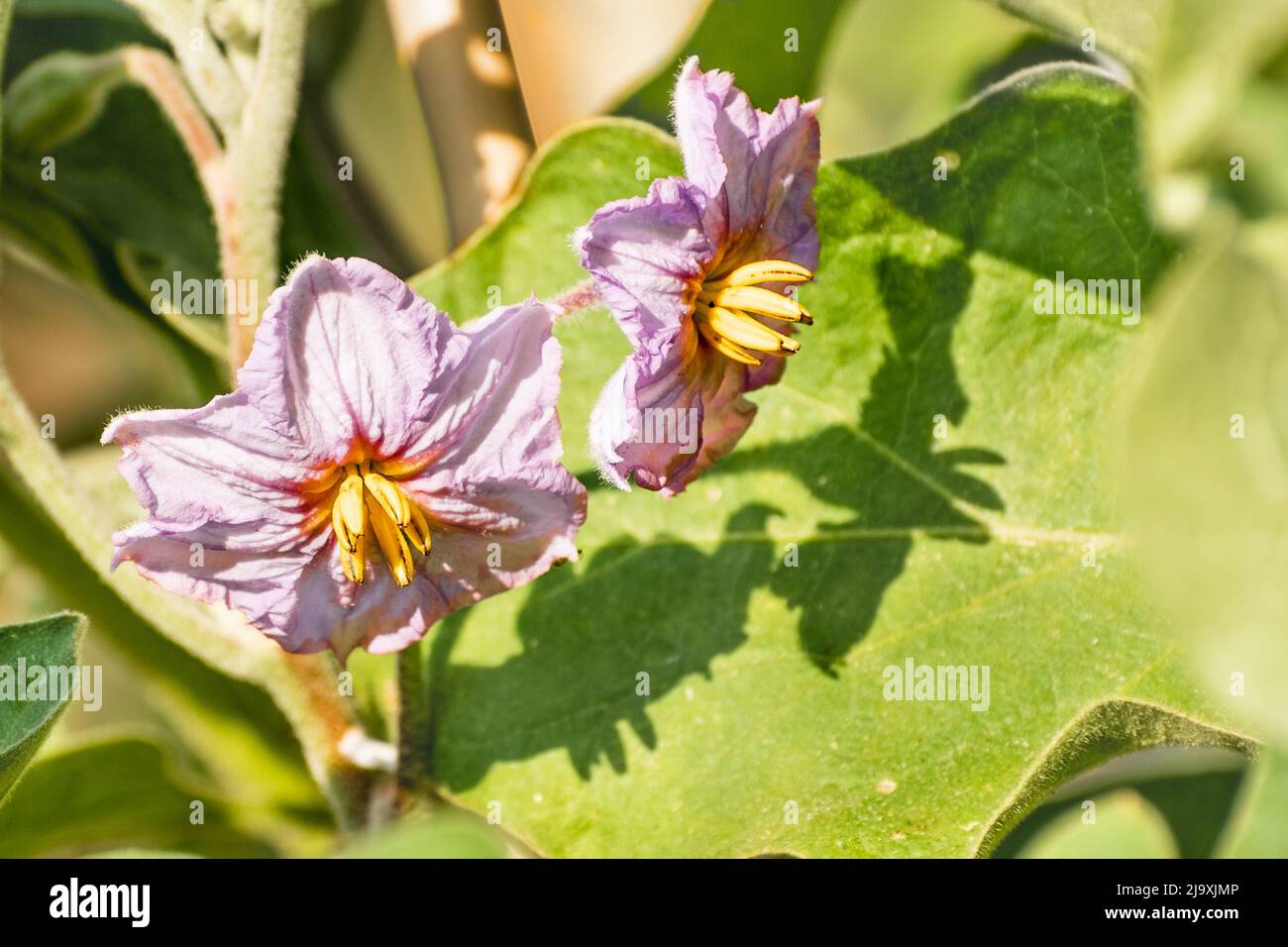 Primer plano de las flores de berenjena (Solanum melongena) Foto de stock