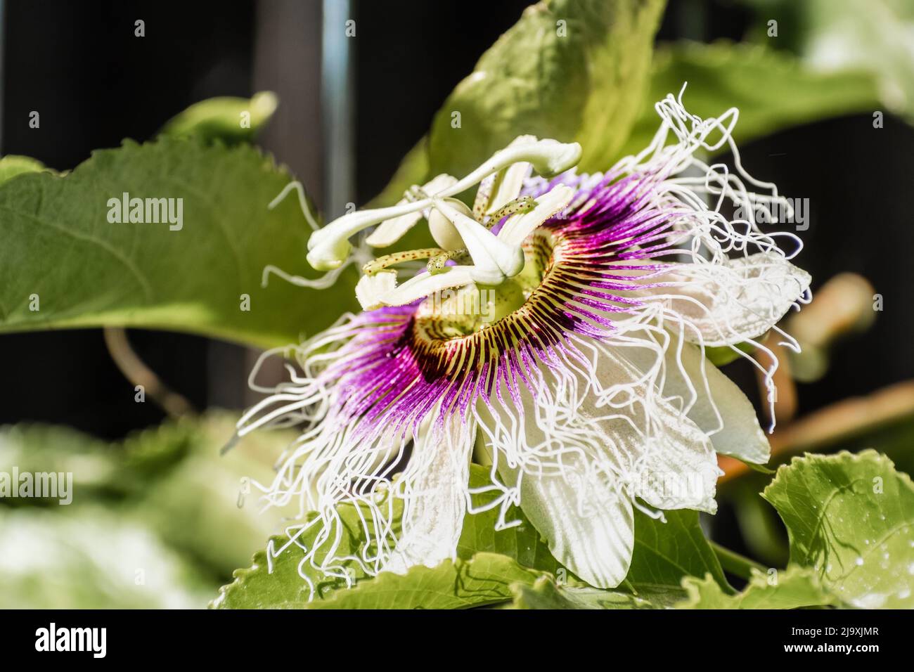 Primer plano de la flor del fruto de la Pasión (Passiflora edulis) Foto de stock