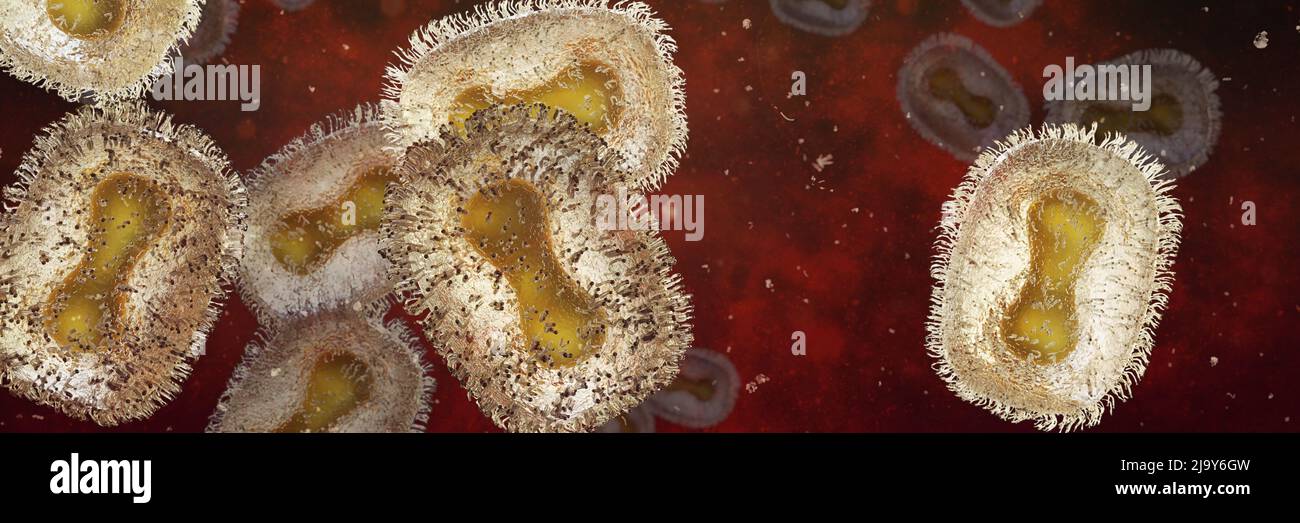 virus de la viruela del simio closeup, patógeno microscópico contagioso, enfermedad zoonótica infecciosa, formato de banner de fondo (3D de biología render) Foto de stock