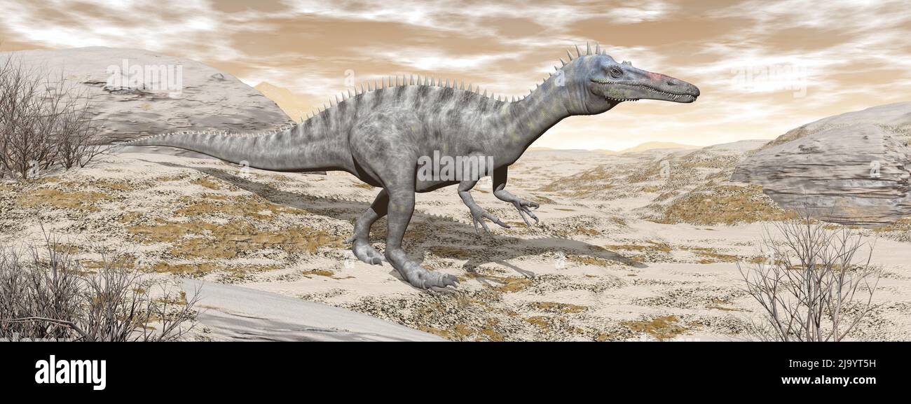 Dinosaurio Suchomimus caminando en el desierto por la puesta de sol marrón - 3D render Foto de stock