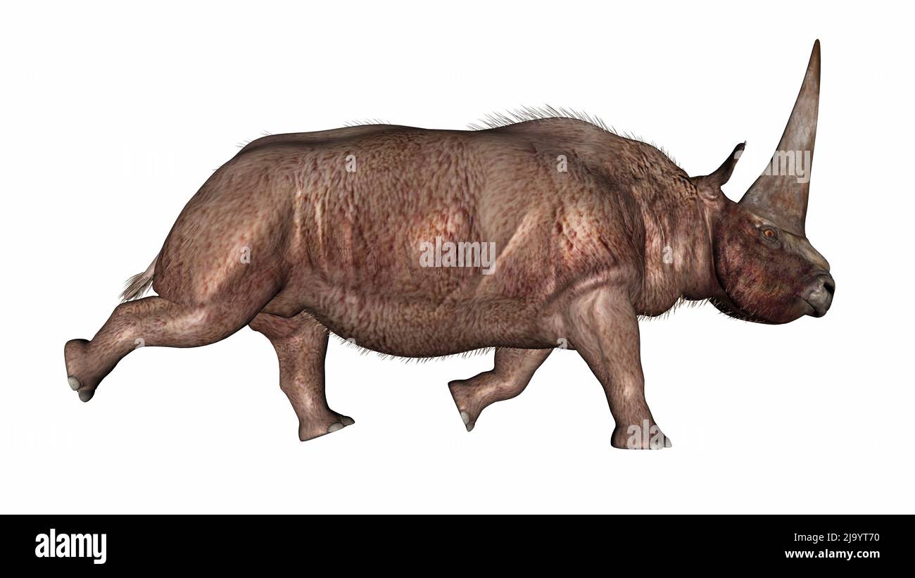 Rinocerontes de Elasmotherium con cuerno grande que corre aislado en fondo blanco- 3D render Foto de stock