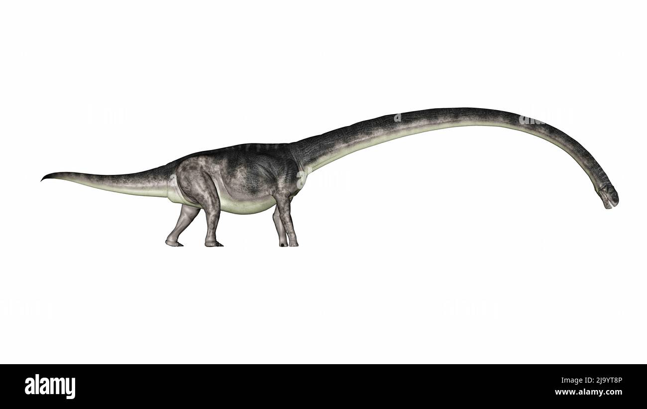 Omeisaurus dinosaurio caminando con su largo cuello abajo aislado en fondo blanco - 3D render Foto de stock