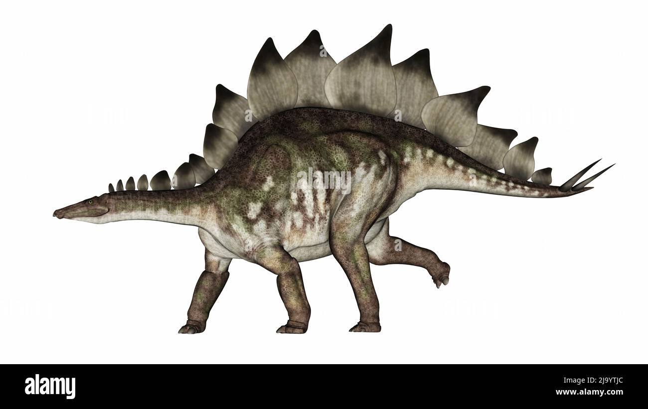 Stegosaurus dinosaurio caminando recto aislado en fondo blanco - 3D render Foto de stock