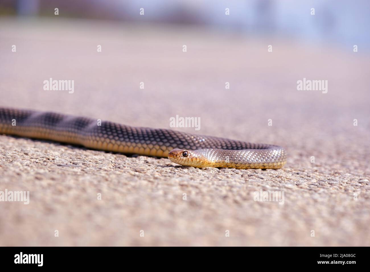 Serpiente marrón cruzando la tierra camino. Serpiente en la carretera. Foto de stock