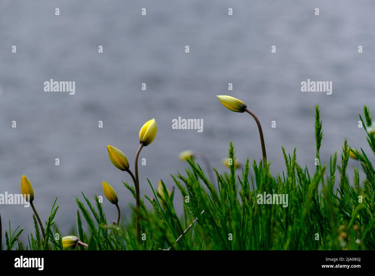 Hermosa flor de tulipán amarillo fresco primavera por la mañana en la naturaleza sobre el fondo azul suave del río, macro. Plantilla de primavera, imagen artística sorprendente y elegante Foto de stock