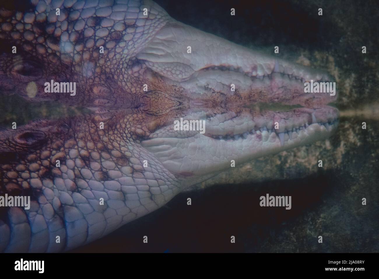 Cocodrilo en reflexión. Foto de primer plano. Gran Cocodrilo Anfibio Prehistórico en el agua Foto de stock