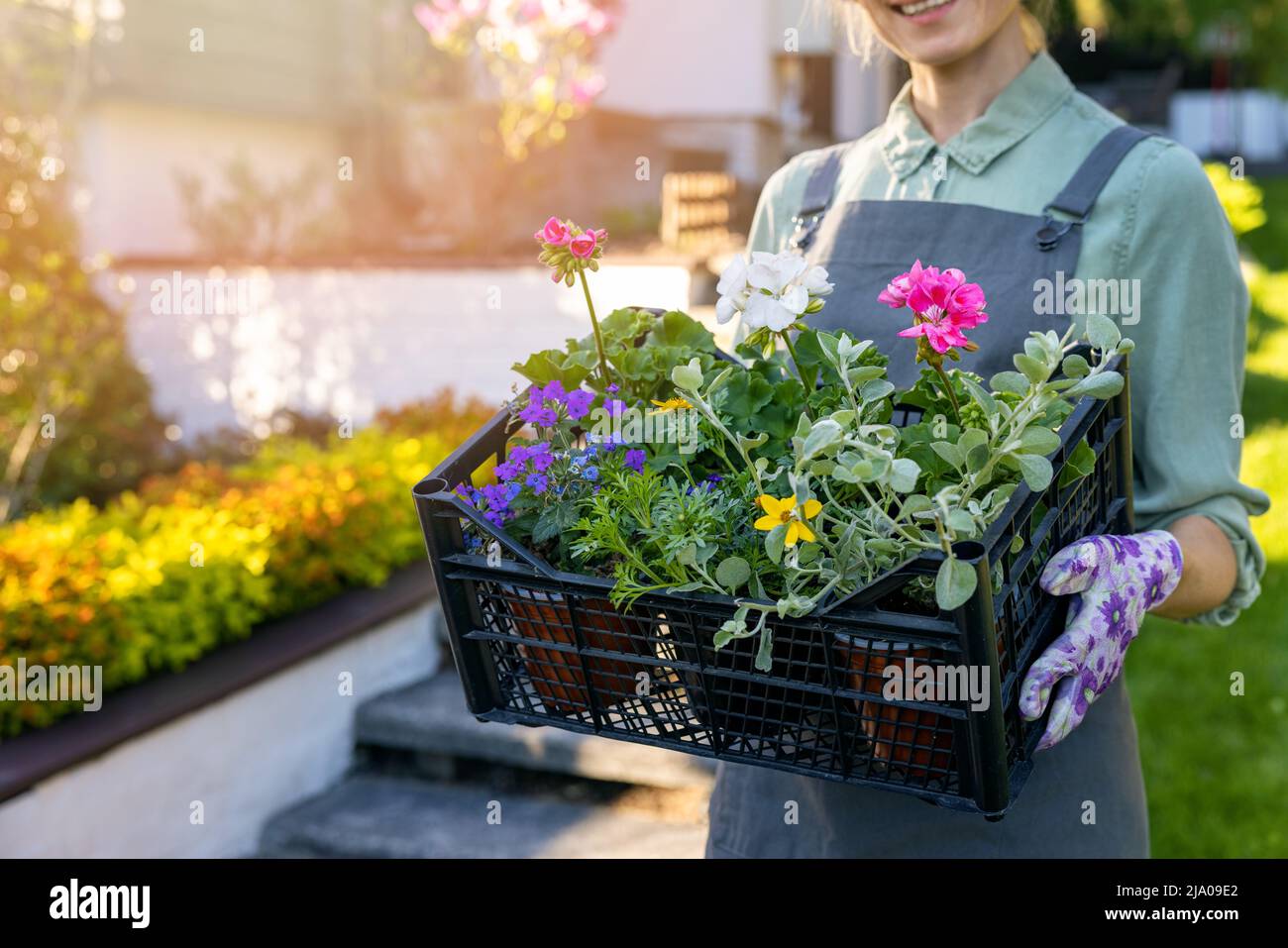 jardinera mujer que sostiene la caja con la mezcla de flores coloridas del jardín del verano Foto de stock