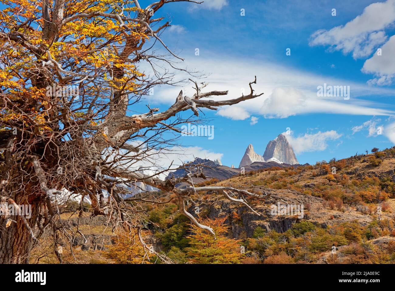 El pico de la montaña Fitz Roy con un árbol seco en primer plano en otoño, El Chaltén, Santa Cruz, Patagonia Argentina. Foto de stock