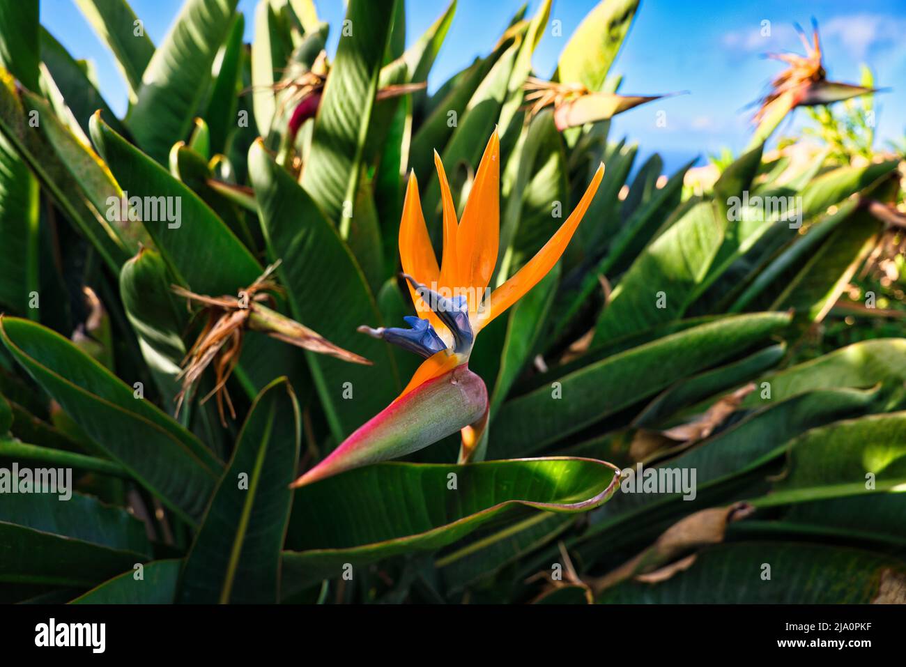 La flor del pájaro del paraíso. Flor de la grúa, Strelitzia reginae, planta  ornamental. Planta de floración tropical en Madeira, Portugal Fotografía de  stock - Alamy