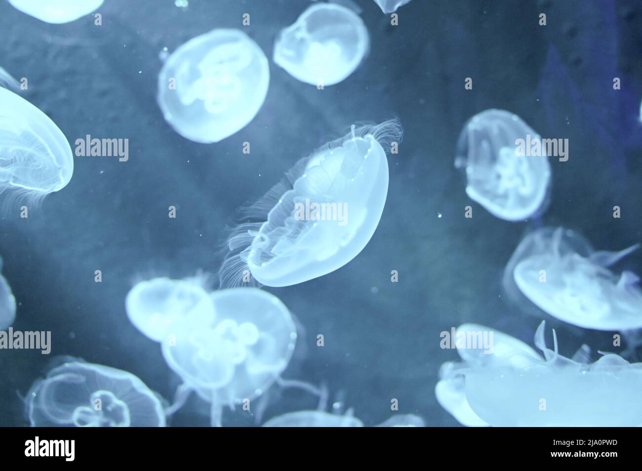 Aurelia aurita también llamada medusas de luna, jalea de luna o jalea de platillo nadando en el tanque de peces de gelatina del acuario Foto de stock