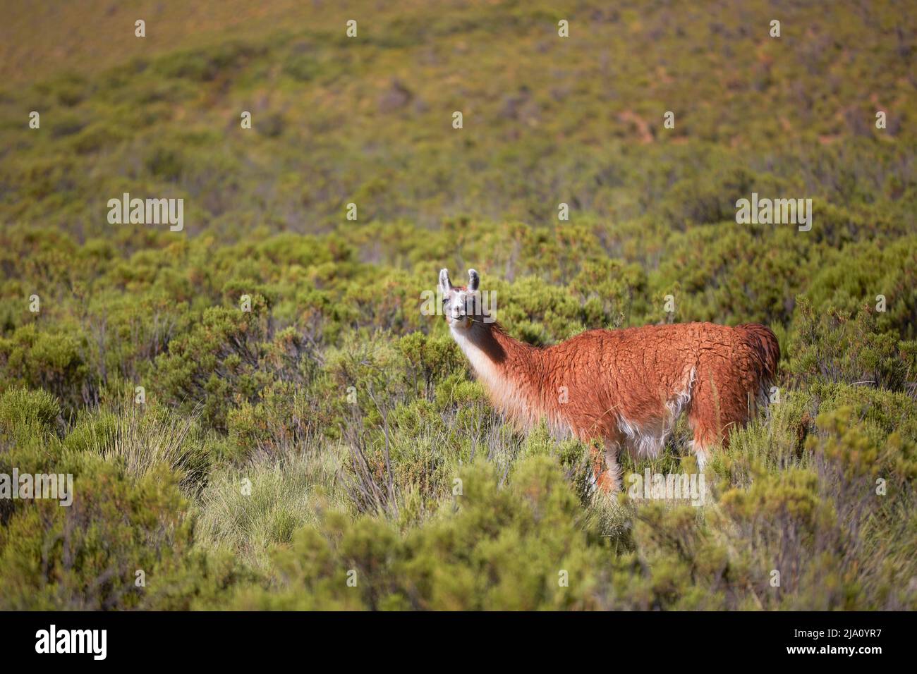 un lama salvaje (Lama Glama) pastando en las montañas Humahuaca, Jujuy, noroeste de Argentina. Foto de stock