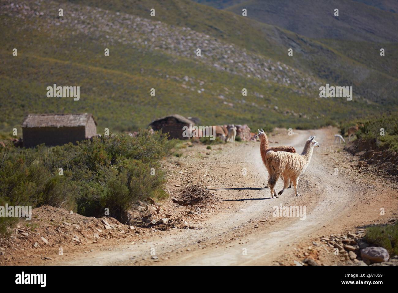 Lamas silvestres (Lama Glama) en un camino de grava de las montañas Humahuaca, Jujuy, noroeste de Argentina. Foto de stock