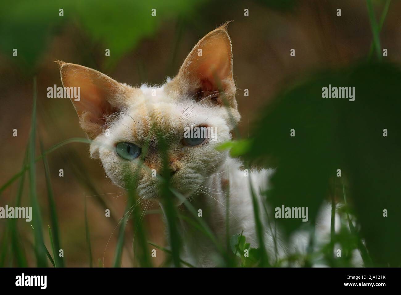 primer plano de un gato escondiendo detrás de las plantas Foto de stock