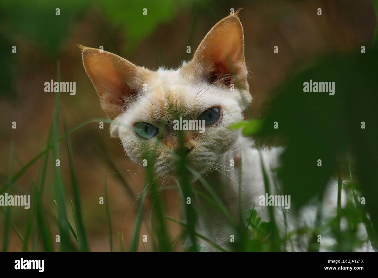 primer plano de un gato escondiendo detrás de las plantas Foto de stock
