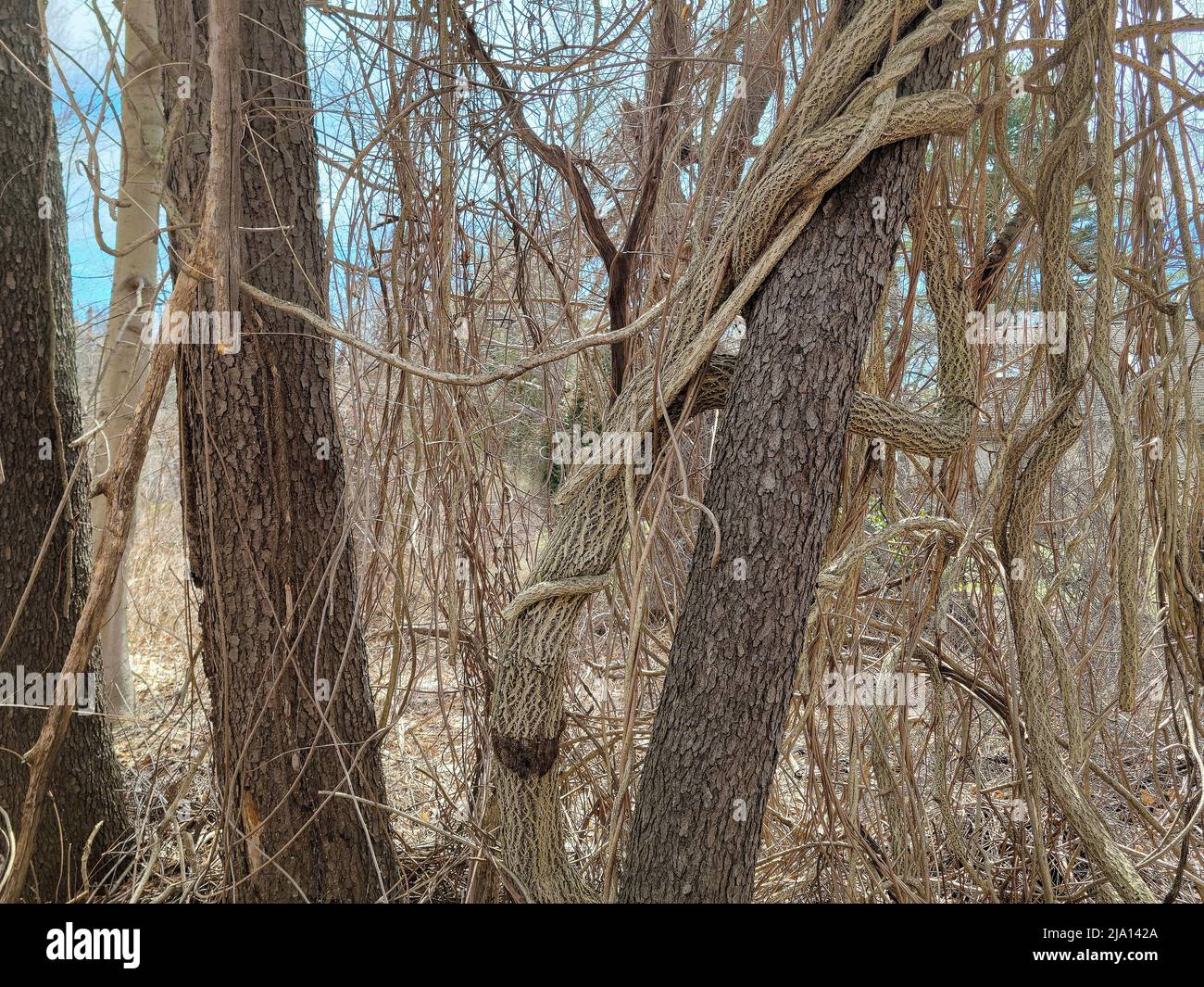 Vid retorcida envuelta alrededor de un tronco de árbol en bosques de primavera Foto de stock