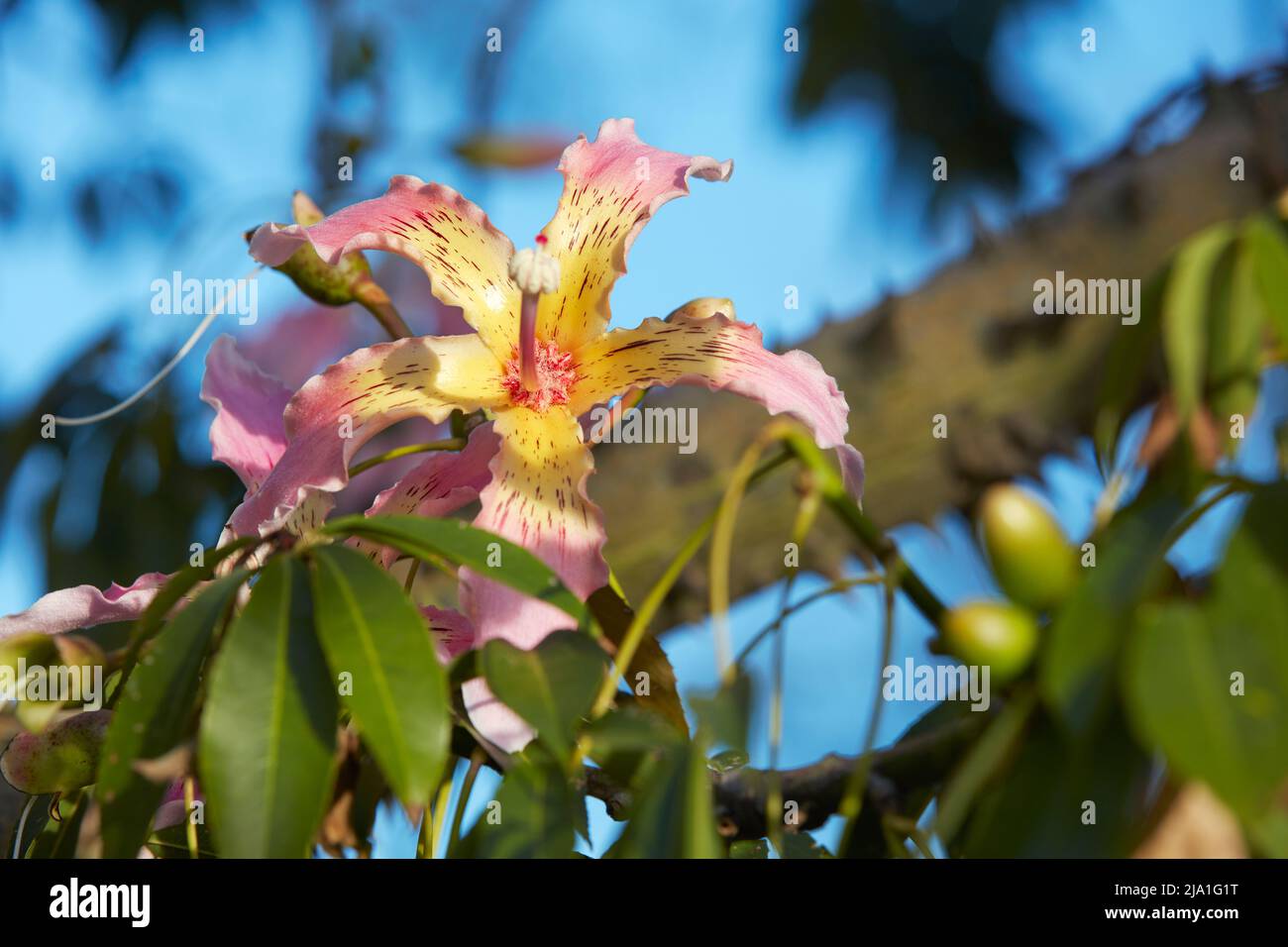 Flor de seda (anteriormente Ceiba Speciosa), Bosques de Palermo, Buenos Aires, Argentina. Foto de stock