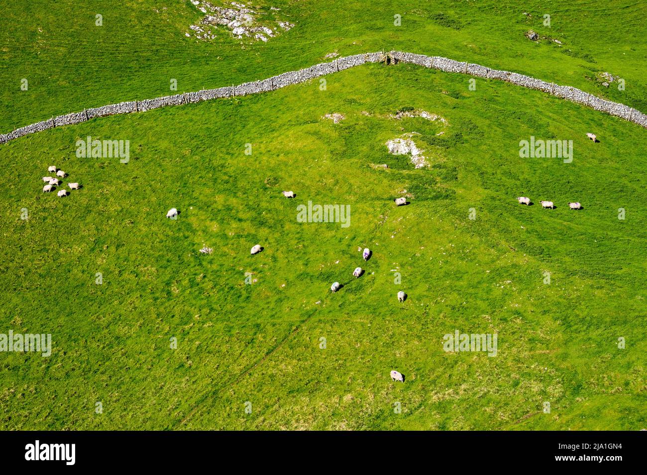 Ovejas pastando en un campo verde en el Distrito de los Picos, Derbyshire Foto de stock