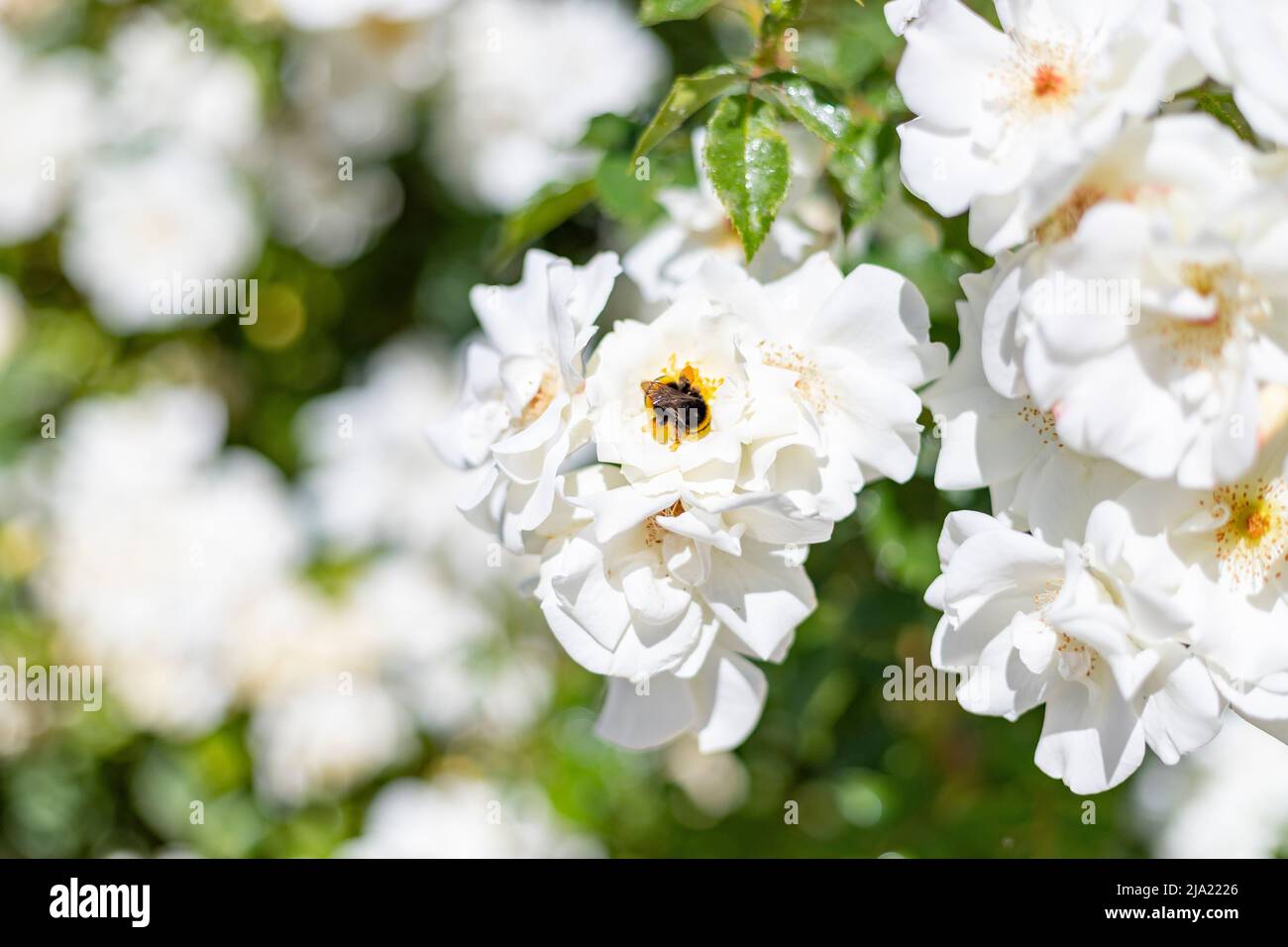 Bumblebee. Bumblebee sobre las coloridas flores del jardín de rosas del Parque del Oeste en Madrid. Fondo lleno de flores coloridas. Estampado de muelles. Foto de stock