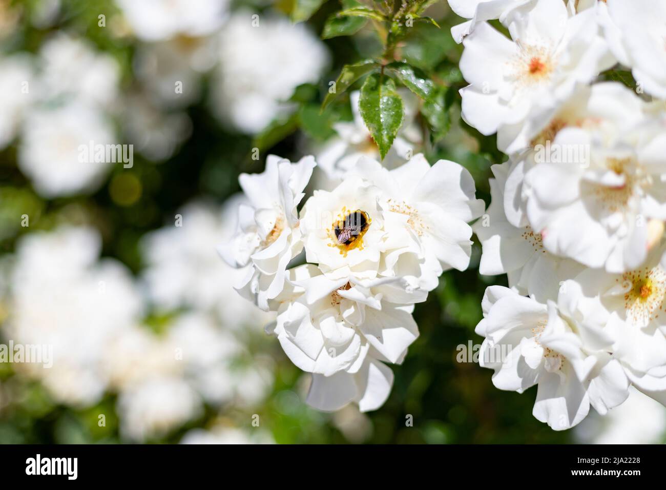Bumblebee. Bumblebee sobre las coloridas flores del jardín de rosas del Parque del Oeste en Madrid. Fondo lleno de flores coloridas. Estampado de muelles. Foto de stock