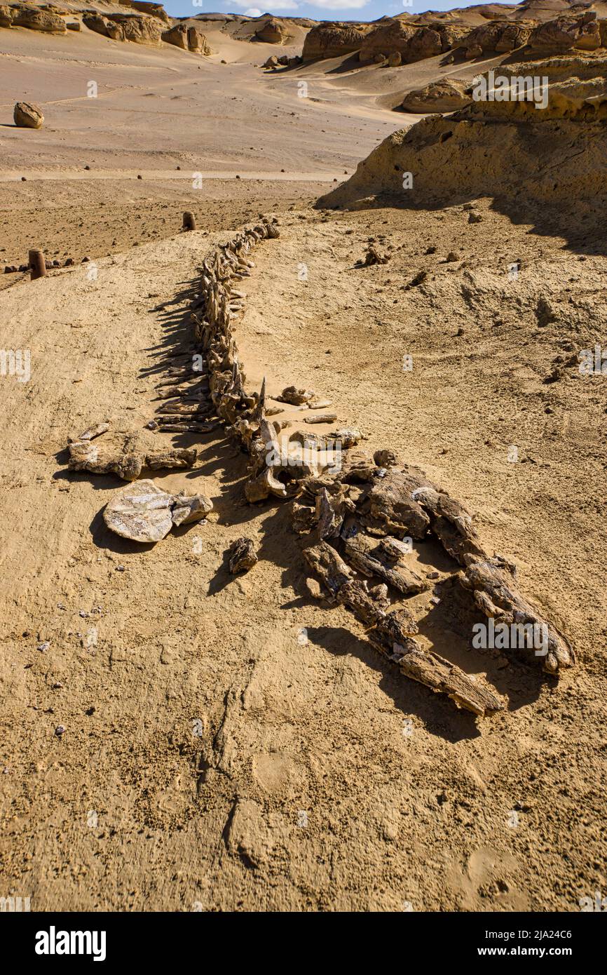Esqueleto de una ballena de Basilosaurus, Wadi Hitan Patrimonio de la