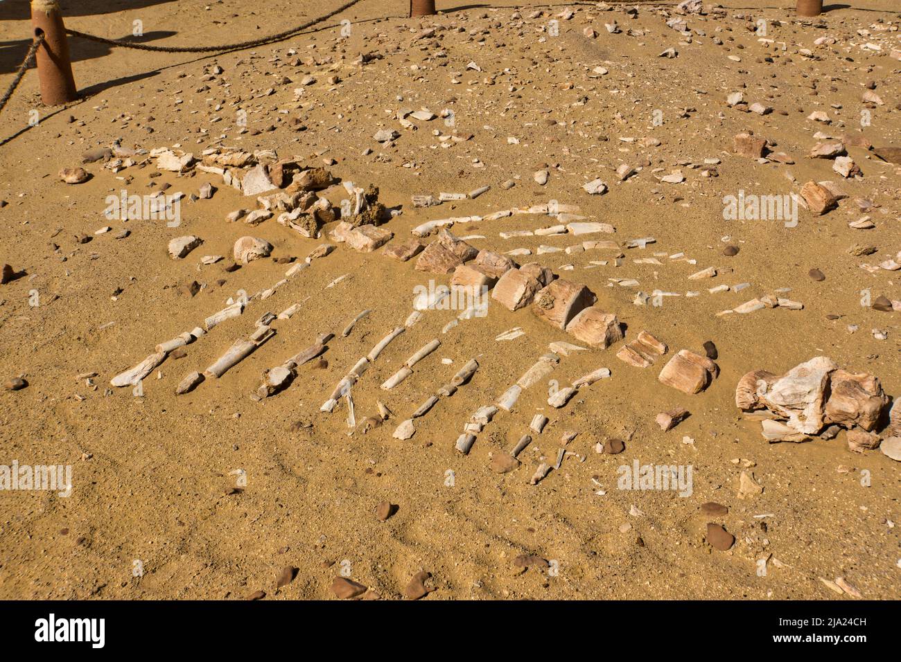 Esqueleto de una ballena de Basilosaurus, Wadi Hitan Patrimonio de la