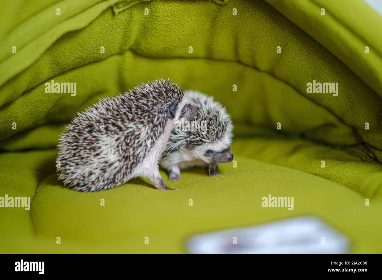 Bebé erizo en un suave house.prickly pet.House para erizo.African pygmy erizo. Erizo gris con manchas blancas. Foto de stock