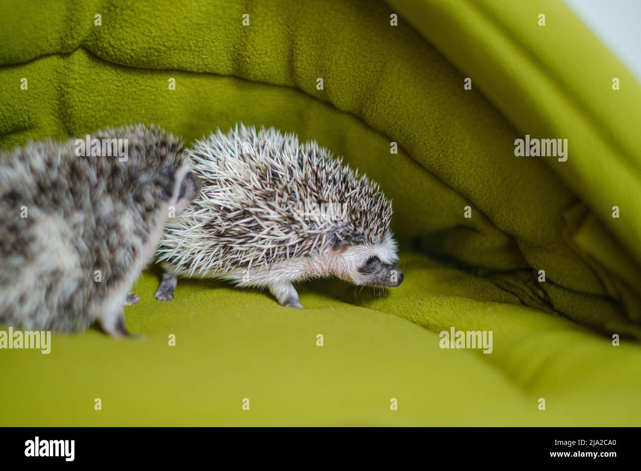 Bebé erizo en una casa verde house.prickly pet.House para erizos. Erizo pigmeo. Erizo gris con manchas blancas. Mascotas. Foto de stock