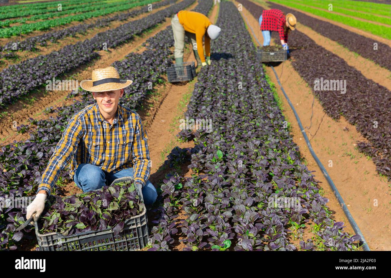 Retrato del hombre granjero cosechando canonigo rojo Foto de stock