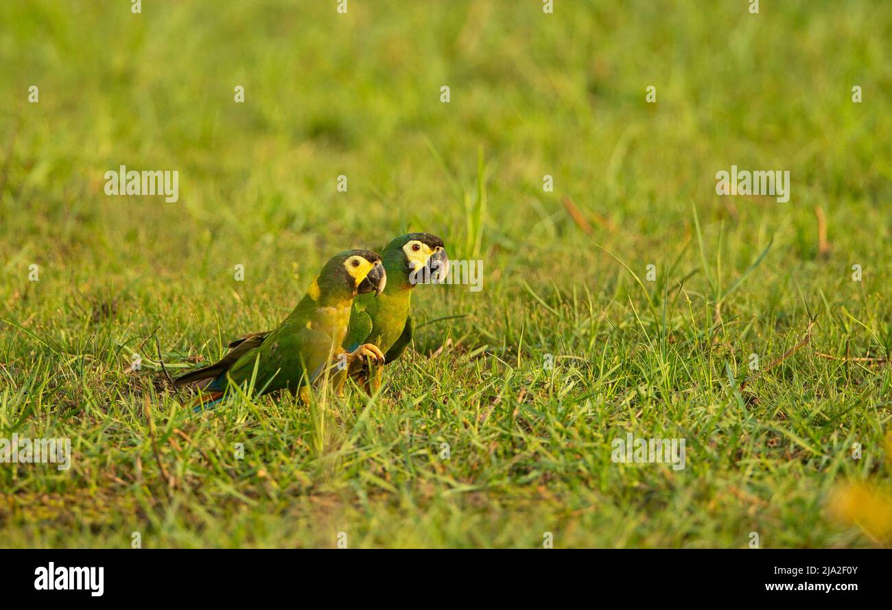 Macaw de cuello dorado (Primolius auricollis) par en hierba Foto de stock