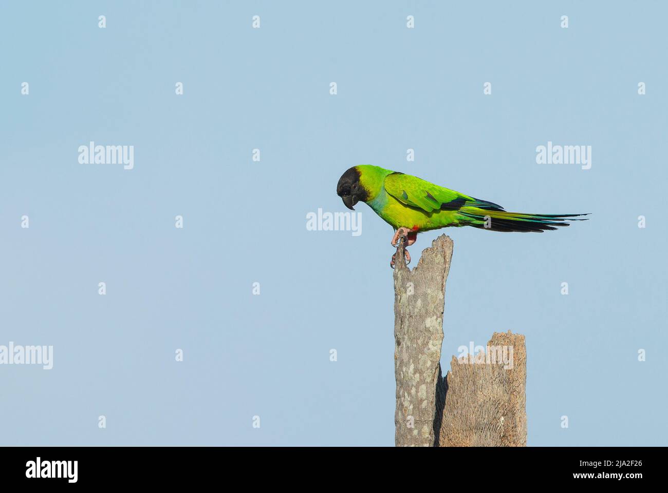 Parakeet con capucha negra (Nandayus nenday) o nanday conure o nanday parakeet . Parakeet neotropical. Foto de stock