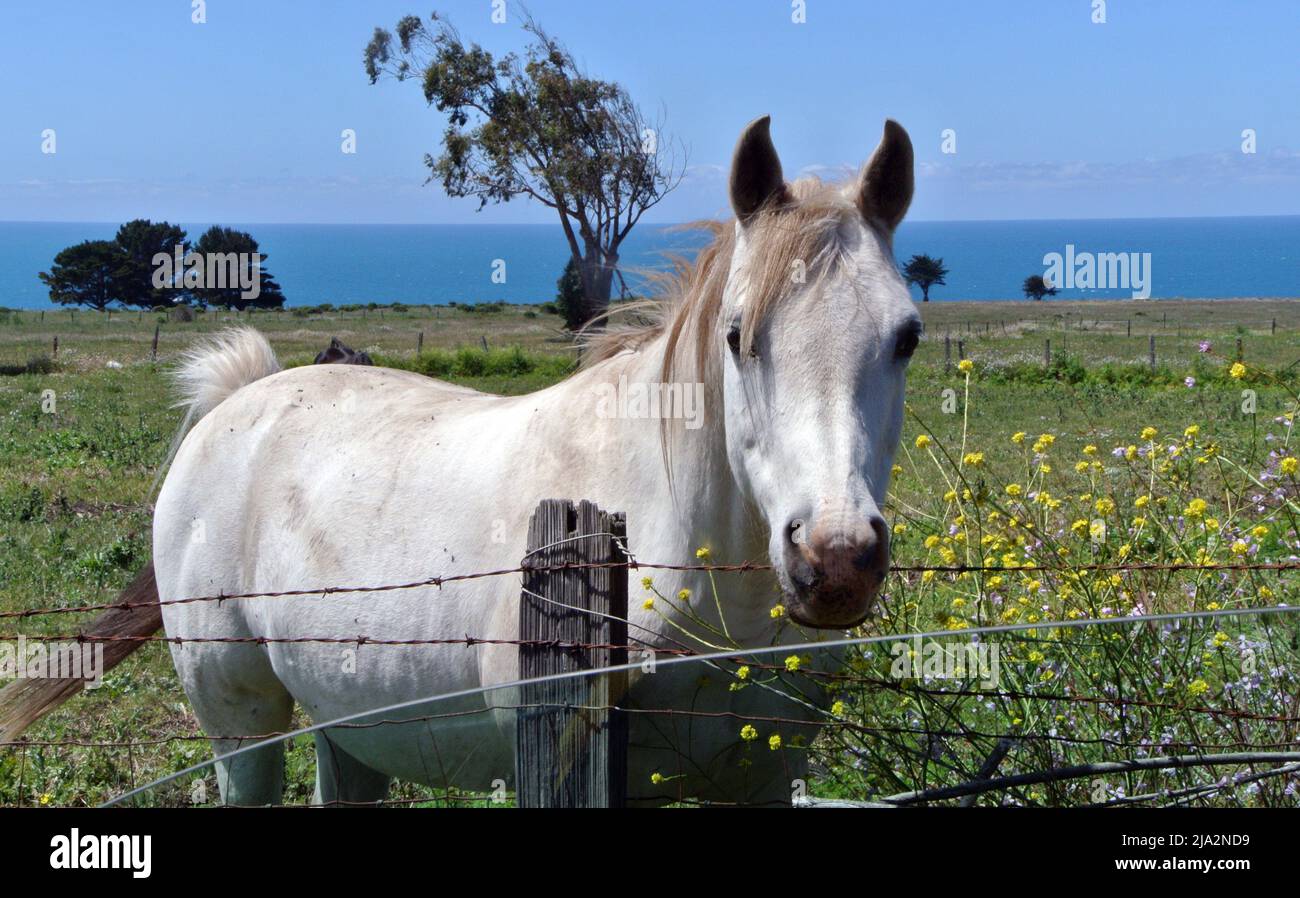 blanco caballo retrato mendcino coounty ee.uu. Foto de stock