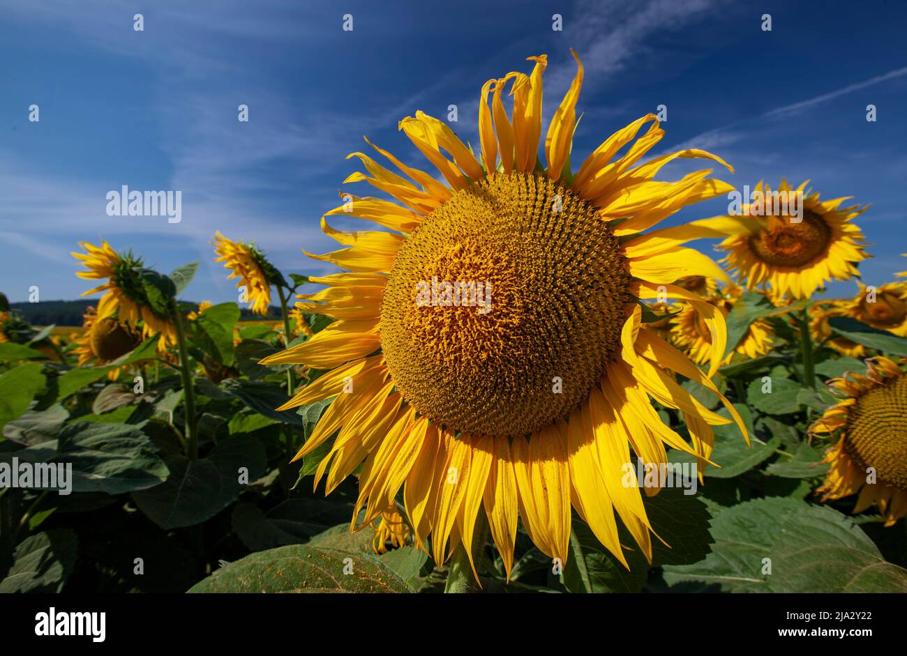 girasoles amarillos floreciendo en un campo agrícola en el verano, un  hermoso campo agrícola donde el girasol se cultiva para producir aceite y  otros fo Fotografía de stock - Alamy