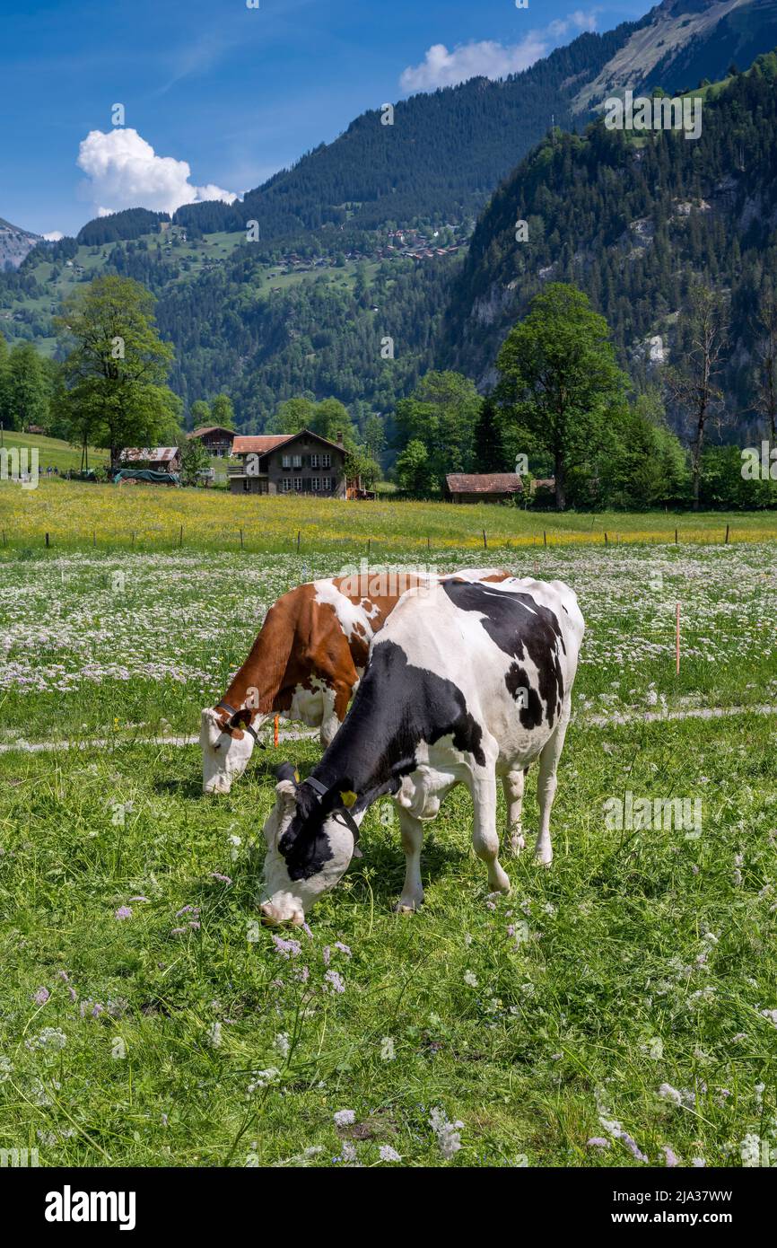 Vacas pastando en un prado, Lauterbrunnen, Cantón de Berna, Suiza Foto de stock