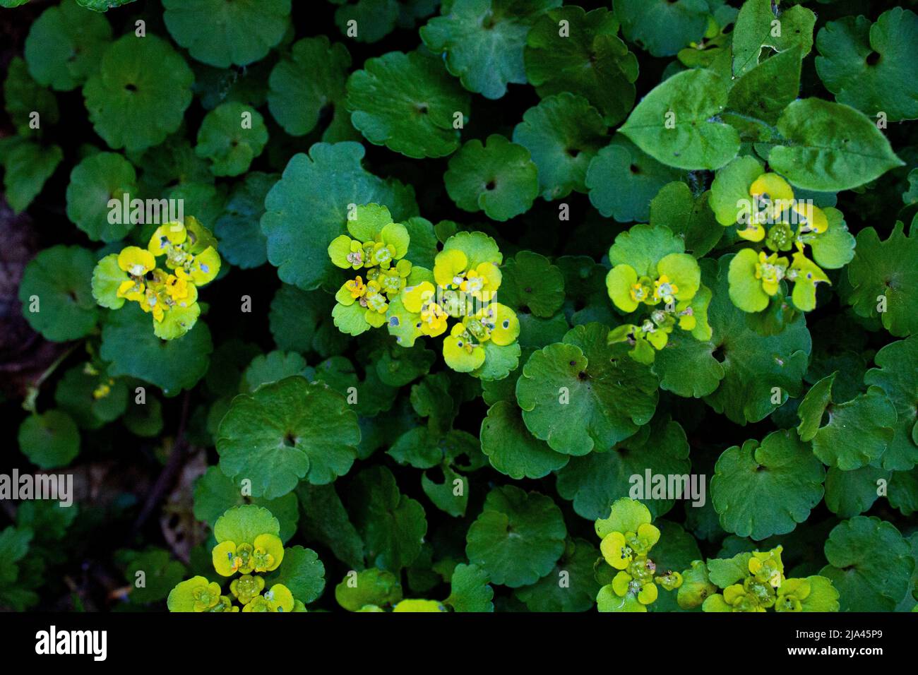 Chrysoplenium alternifolium L. Foto de stock