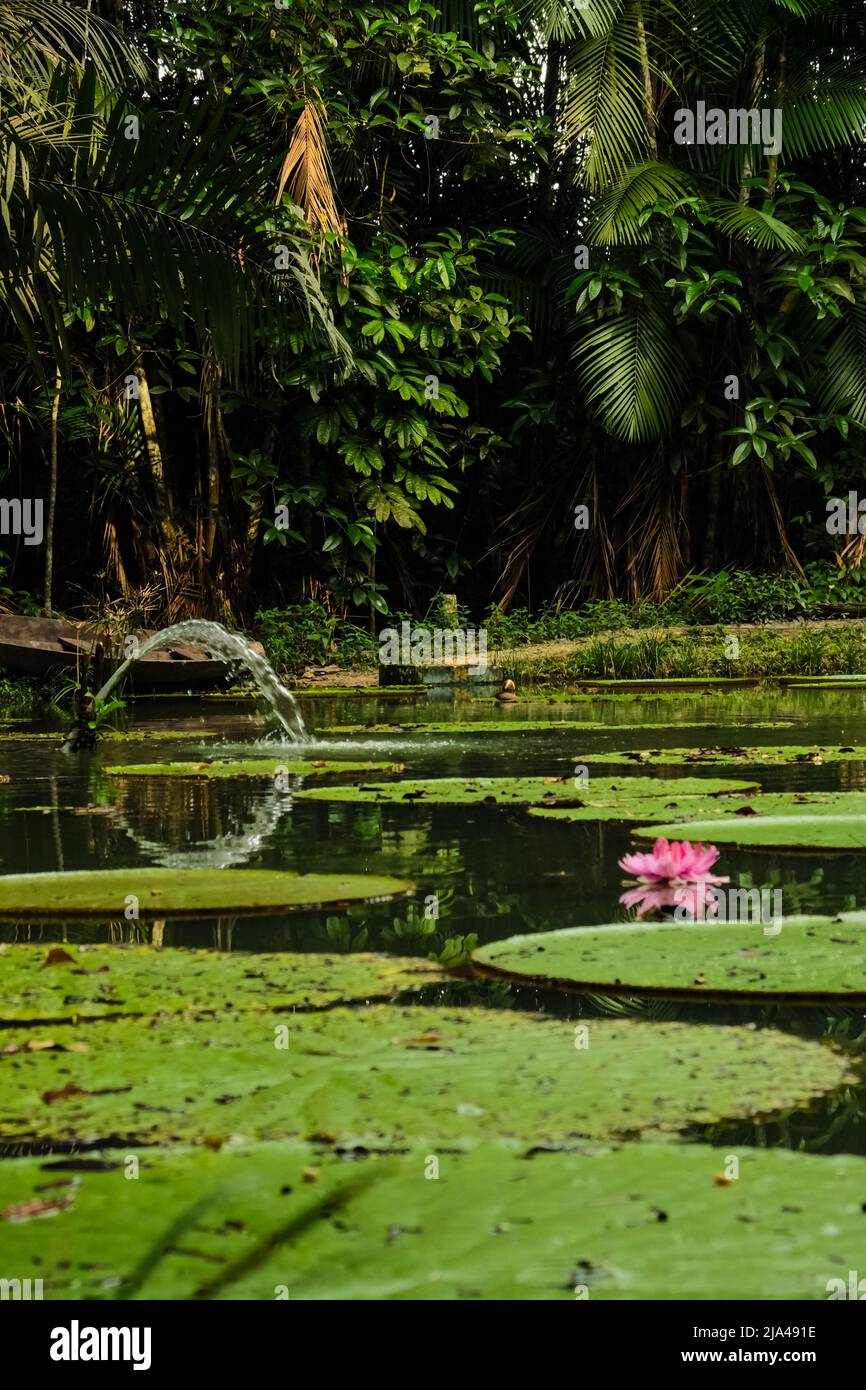 Victoria amazonica flor, la más grande de la familia de lirios de agua Nymphaeaceae, en un estanque en Museu da Amazônia - MUSA, en Manaus, Brasil Foto de stock