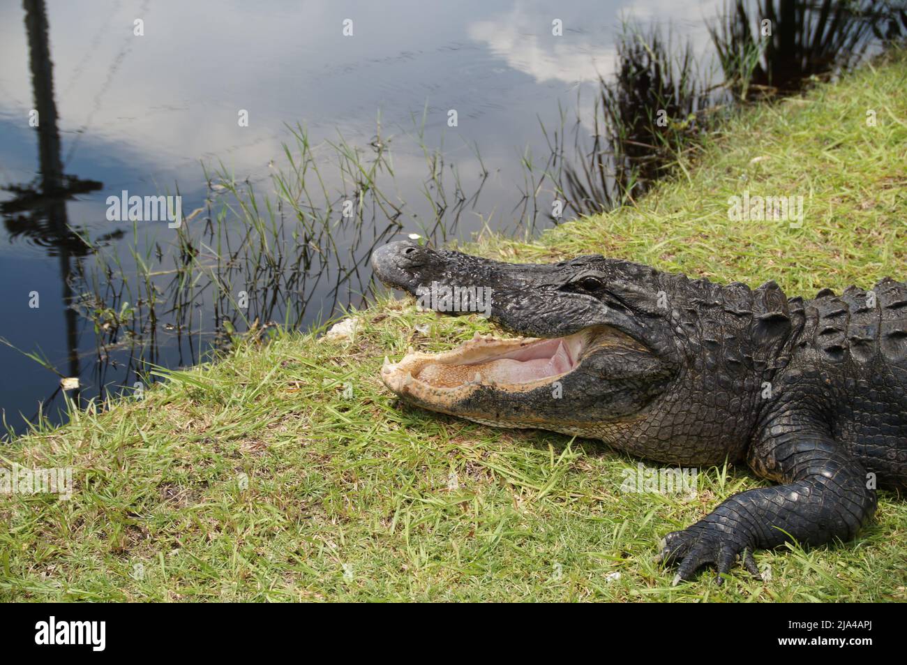 Natur der Wunder Krokodil Krokodile sind an eine amphibische Lebensweise angepasst. Das heißt, sie können sowohl im Wasser als auch auf dem Land leben Foto de stock
