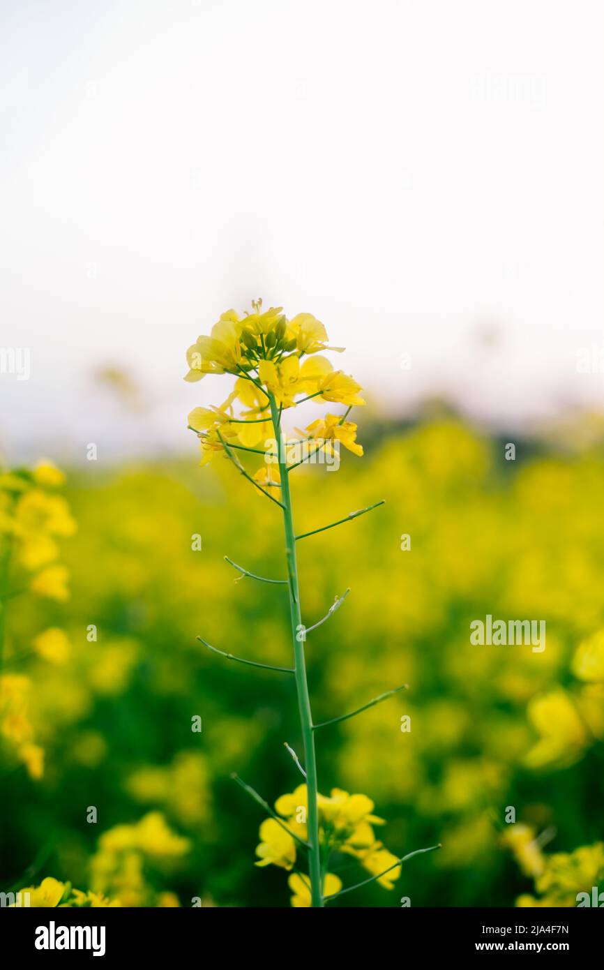 El aceite de mostaza pastel con flor Fotografía de stock - Alamy