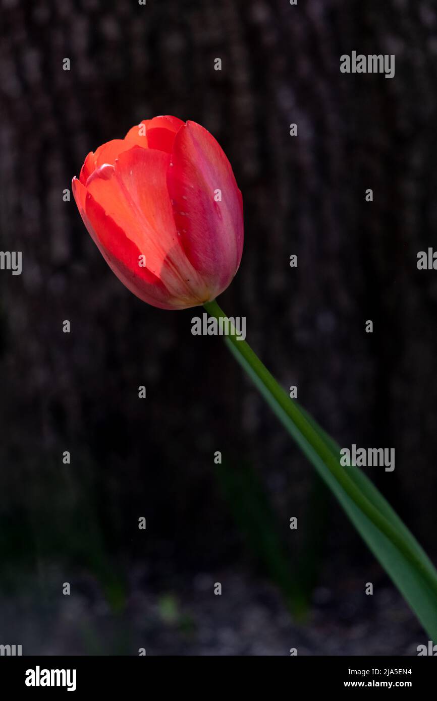 Pétalos rojos Brillante flor de tulipán Foto de stock