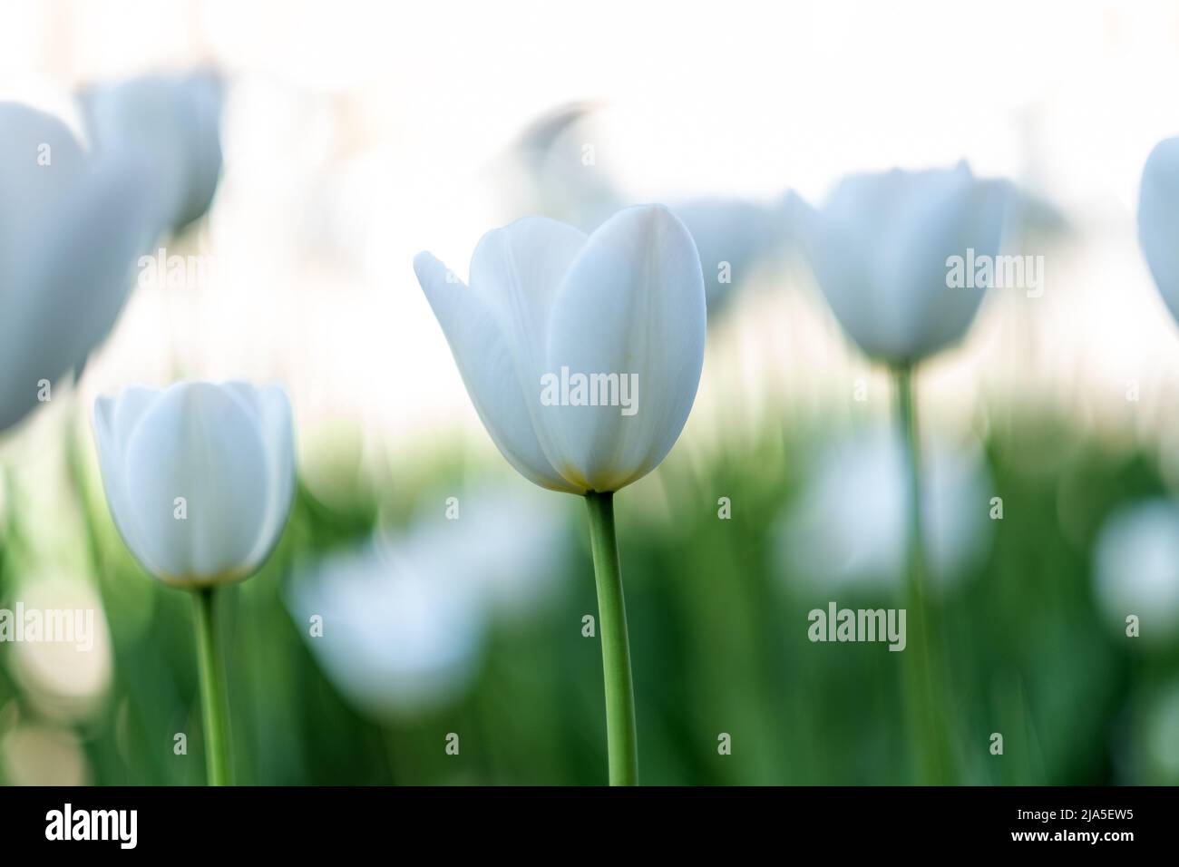 Brillantes flores de tulipanes con pétalos blancos Foto de stock