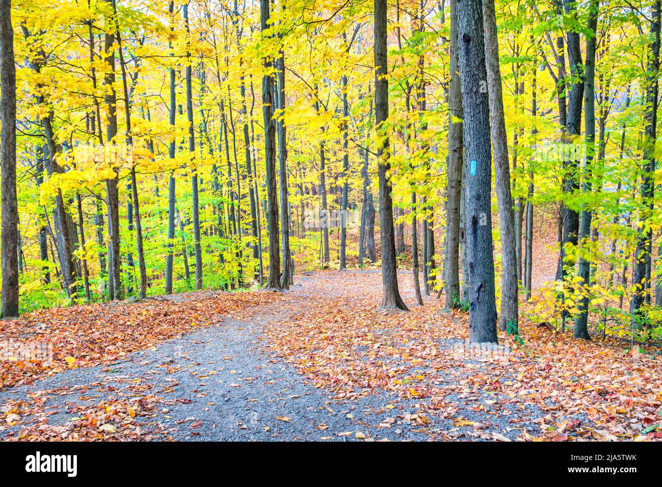 Sendero forestal durante el otoño con hojas de árboles que cambian de color. Bruce sendero lateral en Hamilton Ontario Canadá. Foto de stock